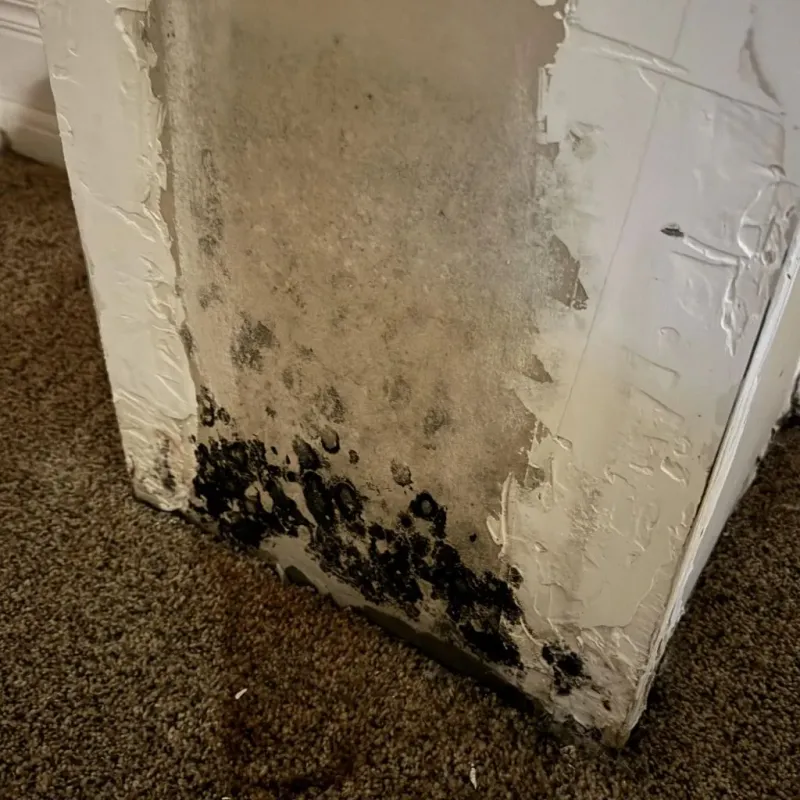 Professional Mold Removal in Dubuque County, IA